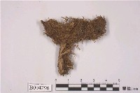 藏品(拳葉蘚)的圖片